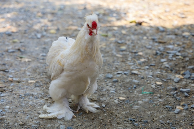 De witte zijdeachtige kip die in tuin loopt