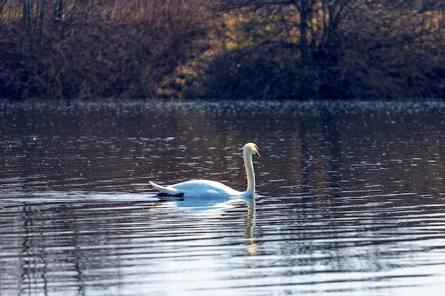 De witte zwaan zwemt in de herfst op de rivier waarin bomen worden weerspiegeld