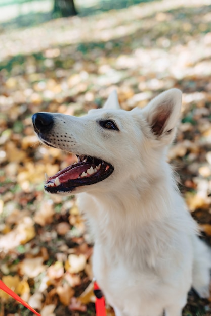 De witte Zwitserse herder heeft pret in de herfst zonnig park