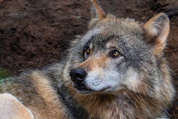 De wolf die naar zijn prooi staart