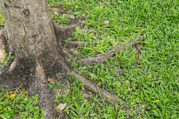 De wortel van de boom in het groene gras.