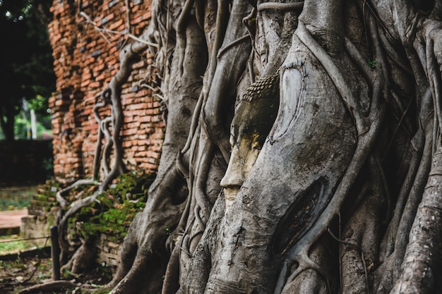 De wortels rond het hoofd van Boeddha, Wat Mahathat, Ayutthaya uit Thailand.