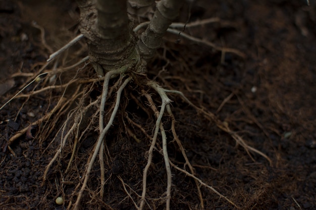 De wortels van de bomen op de grond.