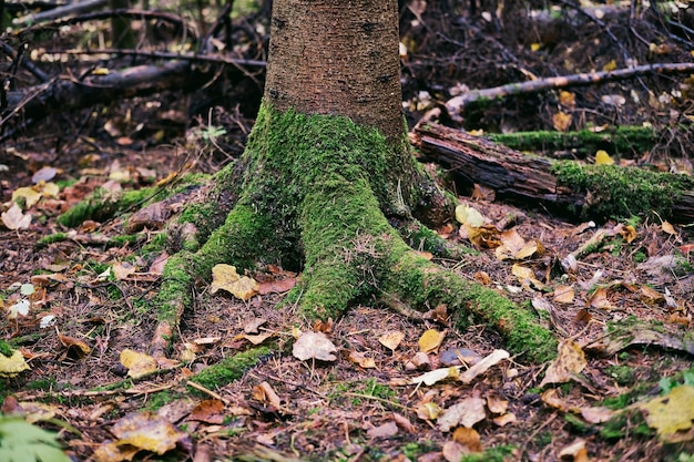 De wortels van de boom bedekt met groen mos Herfst landschap vocht bos