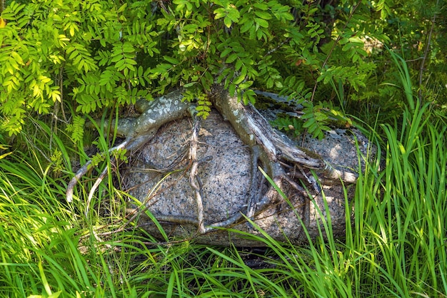 De wortels van de boom gewikkeld rond een grote steen