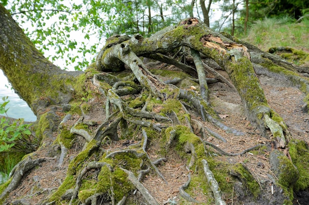 de wortels van een oude boom verweven