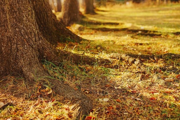 De wortels van een oude dikke dennenboom in de herfst en de grond bedekt met gele naalden.