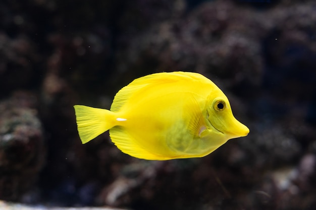 De yellow tang zebrasoma flavescens zoutwater gele aquariumvissen uit de familie acanthuridae