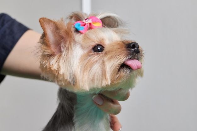 De Yorkshire Terrier ligt op de trimtafel in de dierentuinsalon met een prachtig kapsel voor elke dag