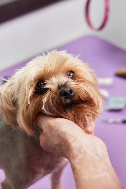 De Yorkshire Terrier ligt op de trimtafel in de dierentuinsalon met een prachtig kapsel voor elke dag