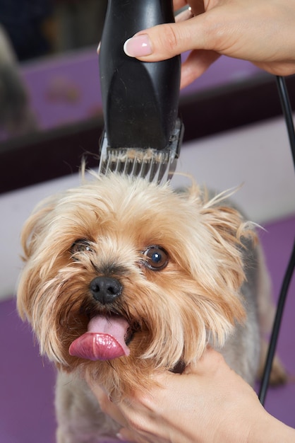 De Yorkshire Terrier ligt op de trimtafel in de dierentuinsalon met een prachtig kapsel voor elke dag