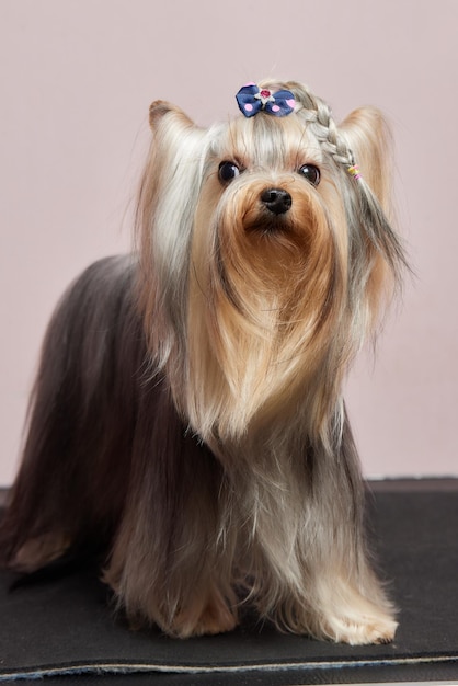 De yorkshire terrier ligt op de trimtafel in de dierentuinsalon met voor ieder een mooi kapsel