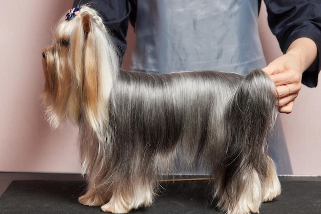 De yorkshire terrier ligt op de trimtafel in de dierentuinsalon met voor ieder een mooi kapsel