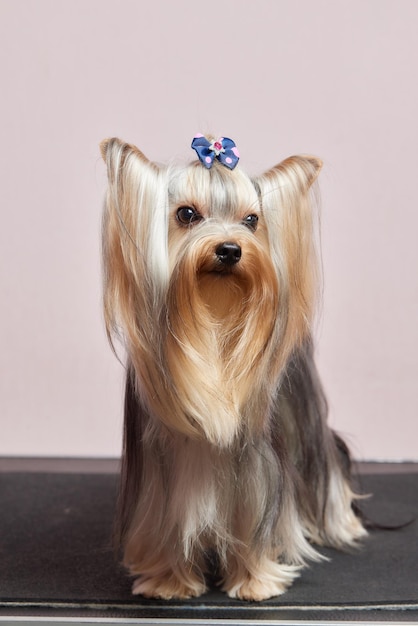 De yorkshire terrier ligt op de trimtafel in de dierentuinsalon met voor ieder een mooi kapsel