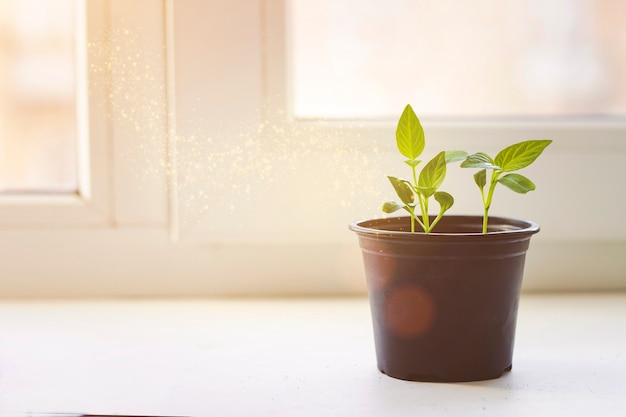 De zaailing groeit van de rijke grond tot het ochtendzonlicht dat schijnt, ecologisch concept. plant kieming en groei.