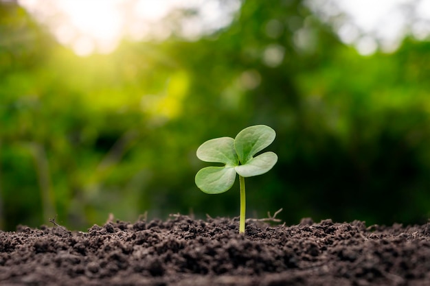 De zaailingen groeien van vruchtbare grond en de ochtendzon schijnt Ecologie en ecologisch evenwicht concept