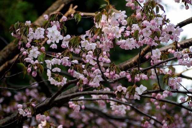 De zachte plekken van sakura-bloesems bloeien.