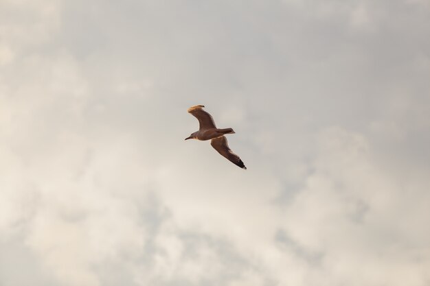 De zeemeeuw vliegt in de lucht