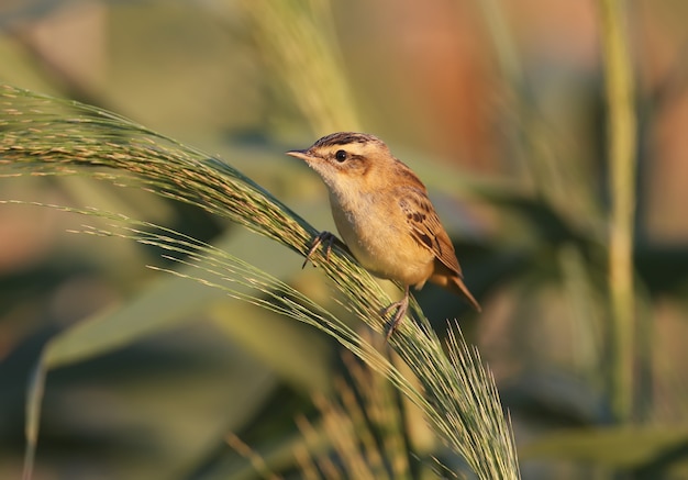 De zegge grasmus (Acrocephalus schoenobaenus) is close-up op een slanke stoksteel in zacht ochtendlicht