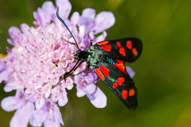 Foto de zesvlekke burnet zygaena filipendulae vlinder op een scabiosa bloem