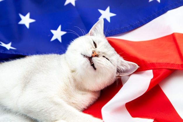 De zilveren Britse kat ligt op de Amerikaanse vlag. Patriottische kat. VS symbool. Wachten op de Onafhankelijkheidsdag.