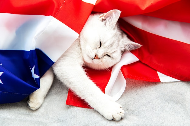 De zilveren Britse kat slaapt op de Amerikaanse vlag. Patriottische kat. VS symbool. Wachten op de Onafhankelijkheidsdag.