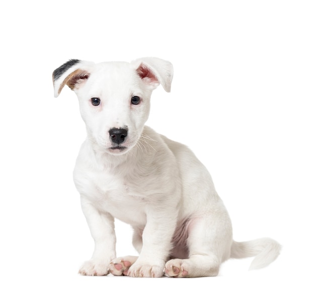 De zitting van puppyjack russell terrier