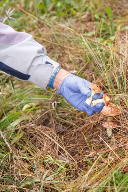 De zoektocht naar paddenstoelen in het bos. Paddenstoelen plukken. Een vrouw houdt een paddenstoel in haar hand, gekleed in een rubberen handschoen.