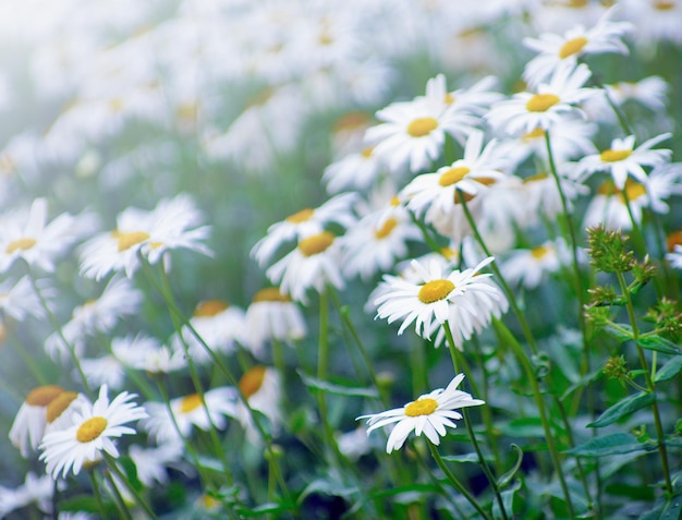 De zomer bloeit kamillebloesems op weide