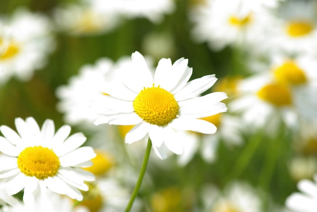 De zomer bloeit kamillebloesems op weide