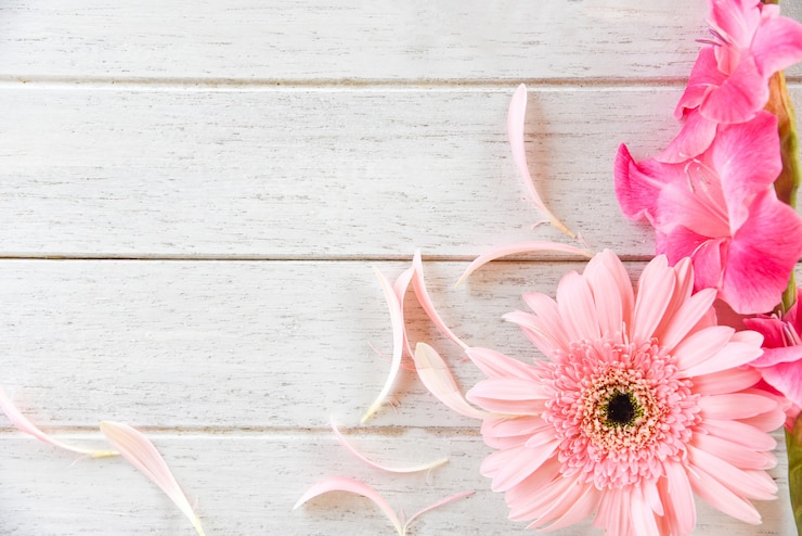 Foto de zomer van de de bloemlente van gerbera bloeien de roze en het bloemblaadje verfraaien op witte houten achtergrond