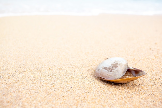 De zomerachtergrond, shells wordt geplaatst op het zand, exemplaarruimte