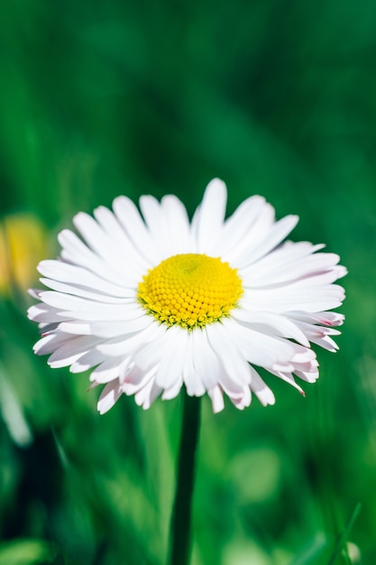 De zomerbloem van de kamille in aard