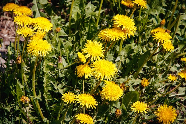 De zomerbloemen gele paardebloemen. Heldere zonnige bloemen.