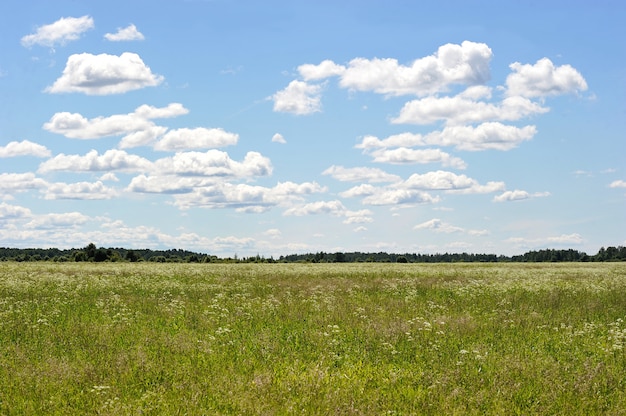 De zomerweide op heldere zonnige dag