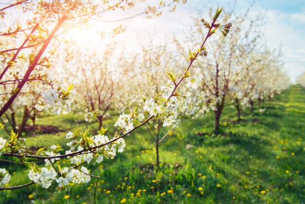 De zon breekt door de takken bloeien bomen