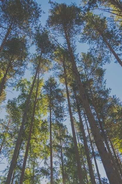 De zon, de stammen van de pijnbomen en de lucht.