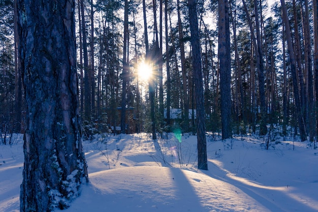 De zon gaat onder achter de bomen Zonsondergang in het winterbos Schaduwen van bomen in de sneeuw