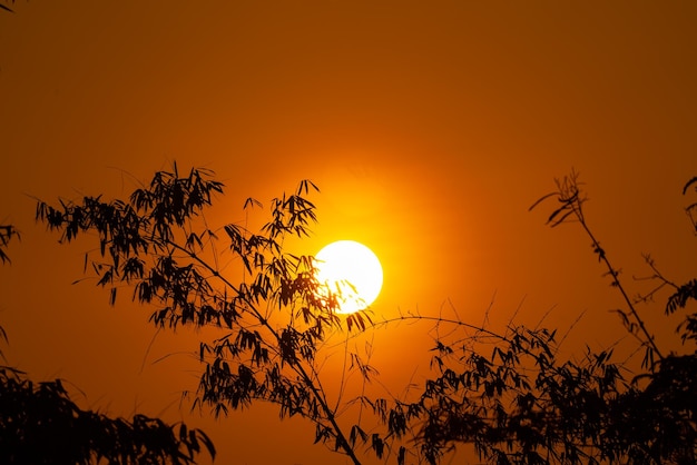 De zon gaat onder boven de boomtoppen.