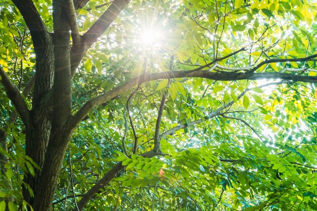 De zon scheen door de bomen af