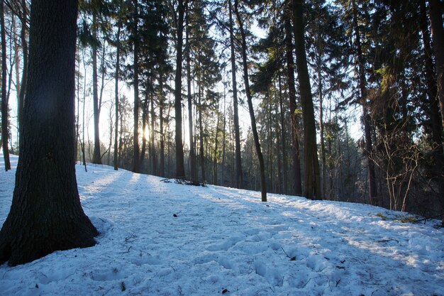 De zon scheen in maart uit de bomen in een besneeuwd bos.