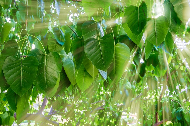 De zon schijnt door Banyan-bomen in de late ochtend. Bangkok, Thailand.