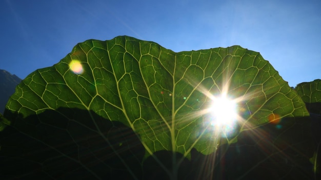 De zon schijnt door de bladeren