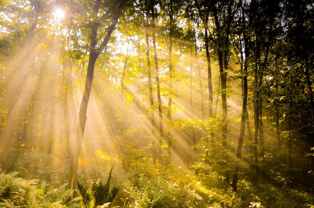 De zon schijnt door de bomen in het bos.