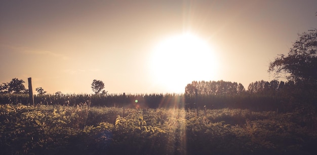 De zon schijnt door de bomen op het veld.