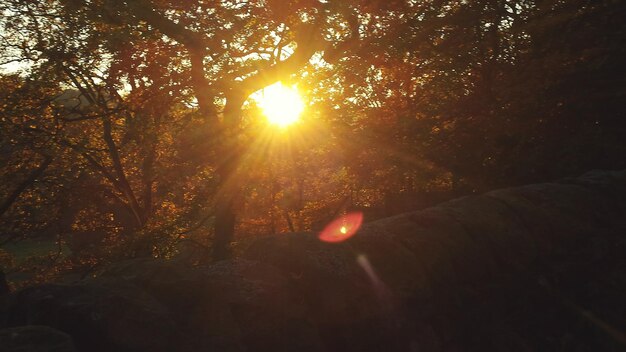 Foto de zon schijnt door de bomen.