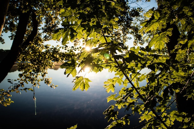 De zon schijnt door de bomen.