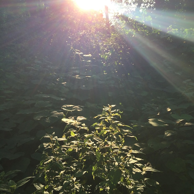 Foto de zon schijnt door de bomen.