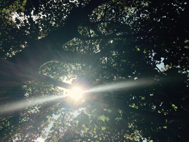 De zon schijnt door de bomen.