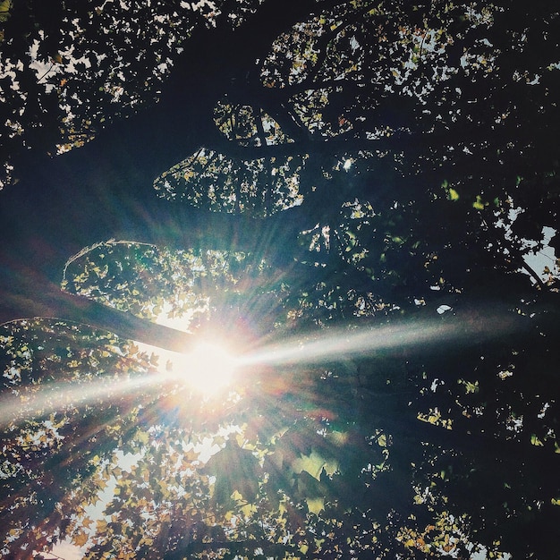 Foto de zon schijnt door de bomen.